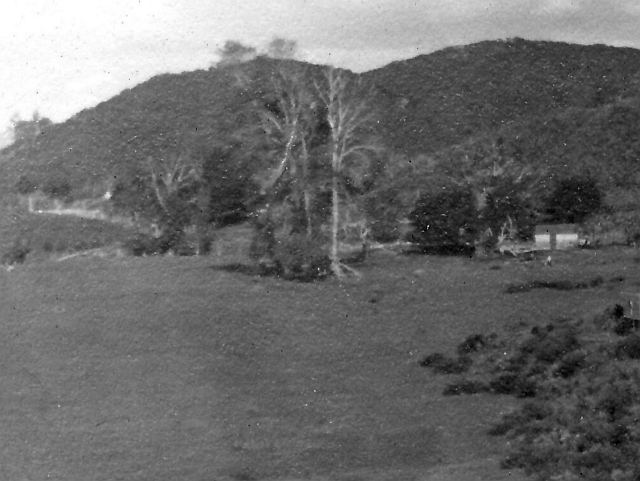 Williams House Paihia - Horotutu in 1916 showing very little sign of habitation